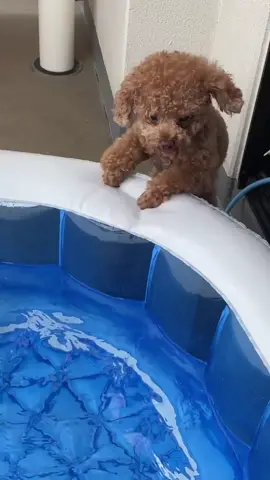 Refreshing~ #dog #doggo #poodle #poodlenation #fyp #fypシ #foryoupage #happiness #cute #doglover #poodlelover #poodlesoftiktok #toypoodle #puppy #swim