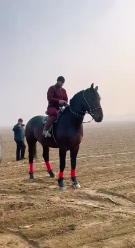 #ранчо#ат #рекомендации #лошади #улак#нск