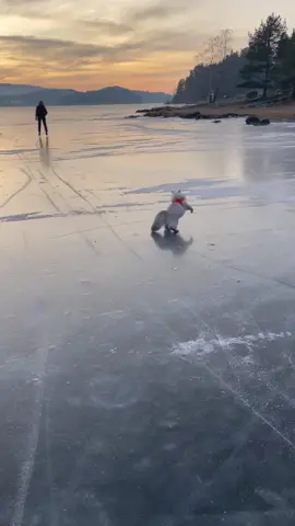 Should we buy him some skates?  🐈 #yeezy #iceskate #catsoftiktok #trending #fyp #norway
