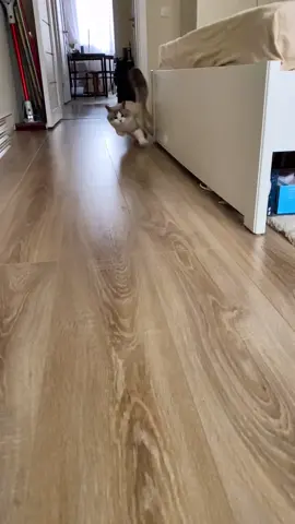 #catsoftiktok #funny #drifting #nfs #tokiodrift