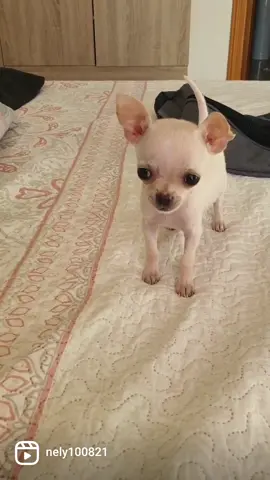 😍🐾mi bebé y sus primeros ladridos 🙌💞👉💯#ilovedogs #chihuahuastiktok #minidoge  #chihuahuafanclub #dog #chihuahuas ##minichiuahua #chihuahuapuppy