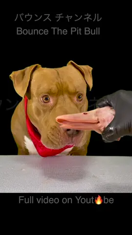 #pitbull #ASMR #mukbang