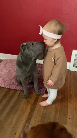 GOOD DOGS 🥰🥰 #sharpei #kisses #babyanddog #gooddogs #dogsofttiktok #fyp