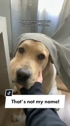 Why even name me Oliver hoomans..🙄 #olithelab #labradorretriever #yellowlabrador #thatsnotmyname #dogchallenge #thatsnotmynamedog #labradorsoftiktok