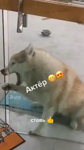 #собака#прикол#хаски#новинки2022#юмор#ржака до слез#тест на психику#самое смешное#самое новое#собака хаски#хаскм прикол