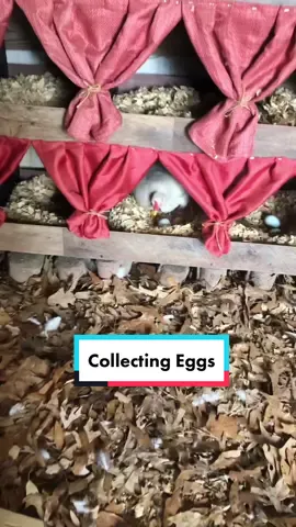Collecting eggs #eggcollecting #eggs #pet #chicken #cute #adorable #farmlife #farm #28DaysOfEucerin #fyp #homestead #pastureraised