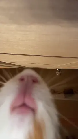 👁👄👁 #guineapigs #guineapig #морскаясвинка