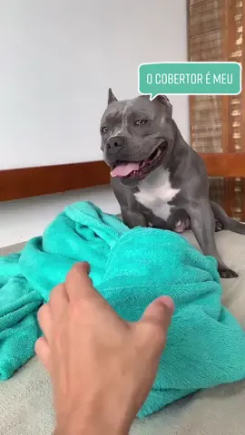 O ciúmes do cobertor 😅🤣😂 #humor #pet