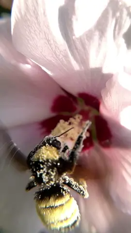 Look at the #pollen on this #bee... the rumors are true! It isn't just a conspiracy by bug enthusiasts, #pollinators do work! #bumblebee #flower