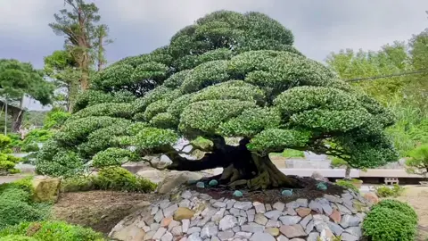 #八里園 #真柏 #羅漢松 #景觀 #景觀設計 #吉泓造景 #樹 #日本  #新年快樂