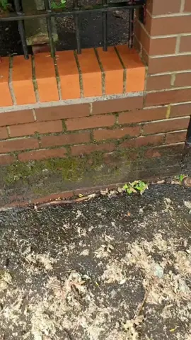 Moss removal with no song. Only 1 hashtag #ecleanse