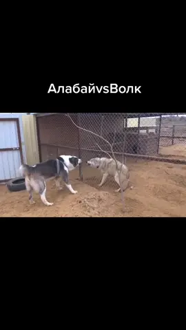 #рекомендациитикток #Стабилизируй #алабай