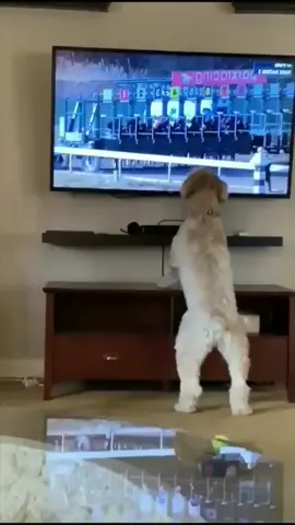 Dance dance dance!#animalslover #funny #funnyvideos #funnyontiktok #doglover #dog #dogsofttiktok