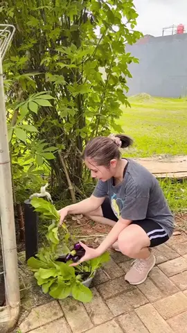memulai hari yang baik versi aku! Hari ini jalan pagi dan lanjut panen sayur di kebun buat dimasak! kegiatan kaya gini bisa bantu aku merasa lebih baik! Semangat semuanya! Jangan lupa nonton Kukira Kau Rumah SEKARANG di Bioskop!