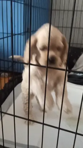 American cocker spaniel for sale! Two males available 💙💙 @Belgrade,Serbia#puppies #dogsofttiktok #dog #babydog #dogsvideo #puppy #americancockerspaniel #cockerspanielsoftiktok