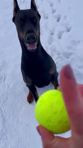 Когда у меня болит горло, а тренироваться надо! ✊🏾💪🏾👊🏾#верныйвелес #doberman #доберман