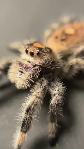 Милые скакуны 🕷 #паукскакунчик #скакунчик #птицеед #паук #tarantula #spider #рек #экзотическиеживотные