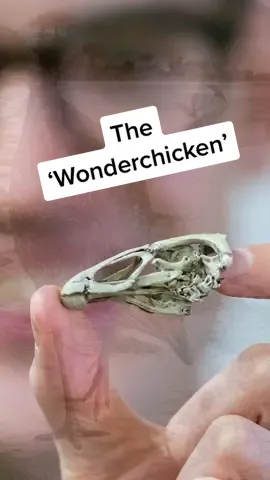 The oldest modern #Bird has been found. #CambridgeUniversity #LearnOnTikTok