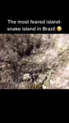 Comment some ideas you would like to see! #fyp #foryoupage #snakes #viral #wow