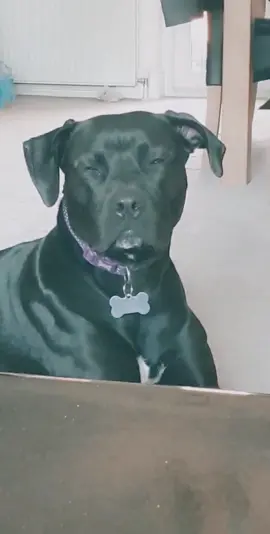 Acting 101 #fypシ #pet #dog #petlover #dramaqueen