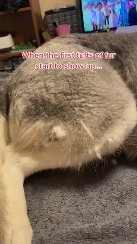 It’s still winter!! Why is she blowing her coat already!? #huskylife #huskymom #shedding #huskiesoftiktok #blowingcoat #dogmom #dogsoftiktok #fluffy #fyp #foryou #getthebrush #ifyouknowyouknow