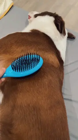 Stevie wanted to relax you with some hair brushing, enjoy🐾😴🐶 #dogasmr #dogbrushing #brushsounds #hairbrushasmr #sleepydog #doglife #dogmomlife #dog