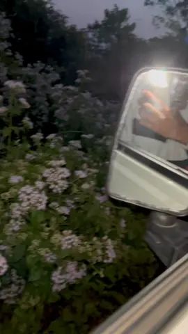 Idk what flower is this but 😍#foryou #foryoupage #bd #bangladesh #travel #evening #beauty #nature #Love #dayinmylife #hill #flowers