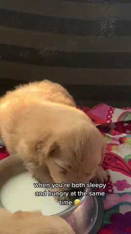 he doesn't know whether to drink milk or sleep 🥺 #dogsofttiktok #doggo #fyp