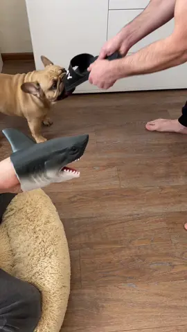 #французскийбульдог #frenchbulldog #французтео #французкийбульдог