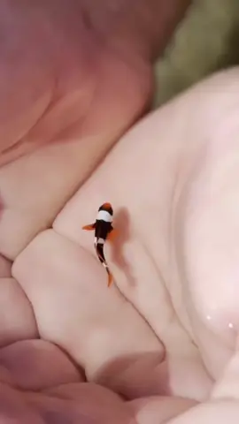 I FOUND NEMO!