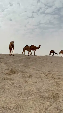 يا علي رده #اكسلبور #ترند #اكسبلور_تيك_توك #الكويت #الرياض #الشعب_الصيني_ماله_حل😂😂 #fypシ #foryoupage #اجواء_الشتاء #بعارين #الابل