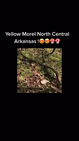 Gorgeous yellow Morel! #morelmushroom #Hiking #morel North Central Arkansas! 🍄🍄🍄🍄🍄🍄🍄