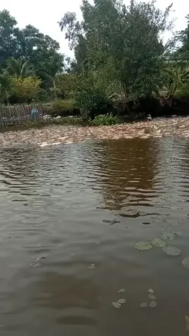 vụ lúa xong là cho những chú vịt chạy đồng kiếm ăn 🥰🥰🥰 miền tây quê tôi 😘😘😘