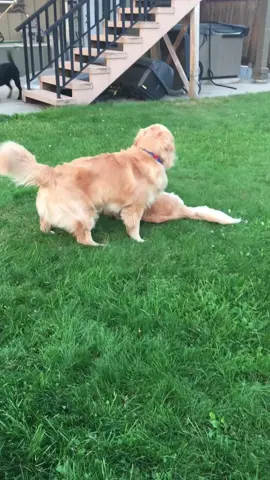 We play hard! #play #dogsofttiktok #goldenretriever #dog #dogs #tiktokdogs #fyp