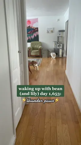 or is it… the ghost meow 👻 #catlover