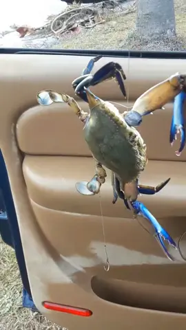 She's a beauty! #Crabs #Fyp #Fishtok ##MrKrabbs #Saltlife