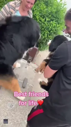 This is sooo sweet!! 🎥: Storyful #dailymail #puppies #cute #puppy #friendship #MACChallengeAccepted #GetTheWChallenge #TeamofTomorrow