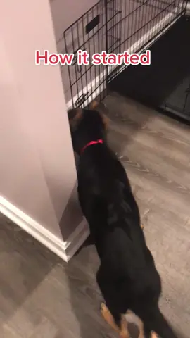 Good ol puppy days 🤣.                           #GetTheWChallenge #fypage #dogsofttiktok #funnydog #puppy #gsd #gsdoftiktok #doggo #freakout #pup