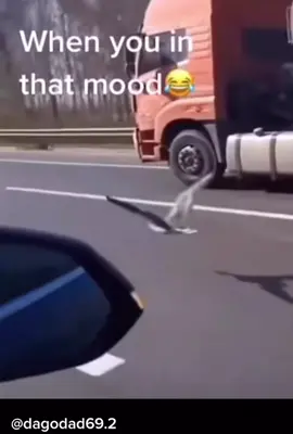 1.2.3💯#racing #race #racer #fyp #fypシ #fypage #dragrace #viral #funny #funnyvideos #funnyvideo #funnytiktok #lmao #lol #bird #cars #speed #fast #wow