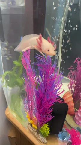 #axolotl #axolotlsoftiktok #lucy #pinklucy #pink #salamander #aquarium #nevada #pinkhair #ferns #fish
