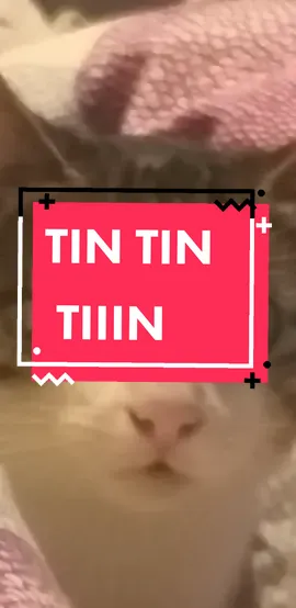 TIN TIN TIIIIN😳 #cat #kitty #kitten #chat #chaton #cute #affraid #suspence #tintintiiiin #mignon #pourtoi #foryou #fypシ