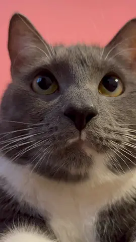 Эй, кошак 😺