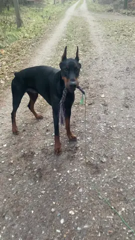 ‼️insta: Lokopilami‼️ #foryou #fürdich #fürdichseite #fypシ #hundevideos #viralvideo #doberman #hundetraining #hundeerziehung