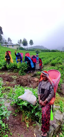مزارع الشاي في سريلانكا🇱🇰☕️