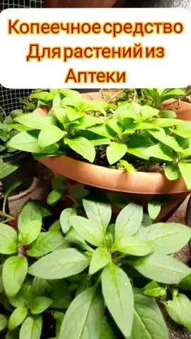 копеечное средство Для растений#домисад#удобрения#идеидлядачи
