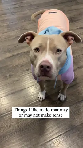 These things happen all the time here. Does your dog do any of these things? #fyp #cutedogs #pitbullsoftiktok #chelalunatrend