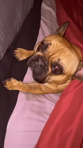It’s Moose’s world and we’re just living in it🥱 #fyp #frenchiesoftiktok #snoozin #tatumtalks #doglovers