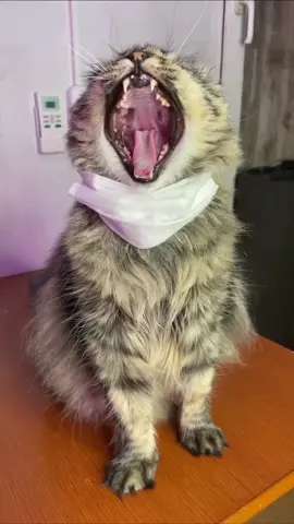 Чуча исполняет👍🤣 #котчуча #врекомендации #втоп #суперкот #смех #жизнькота #мойкот #краснодарскийкрай #горячийключ #котпоет