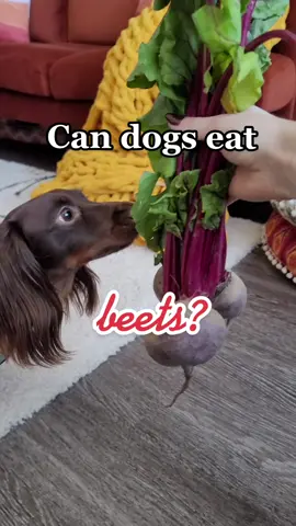 😋😋😋 #beets #doghealth #dognutrition #doglover #longhaireddachshund #dogsoftiktok #doxiesoftiktok #doghealthtips #dogmom #dogdad #petparenttips #doglovers
