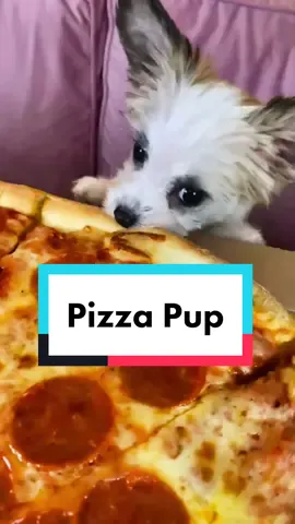 PUPPERONI 🐶🍕 #DogsOfTikTok #Pizza #NationalPizzaDay #dogs #puppies #fyp
